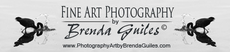Brenda Guiles Fine Art Photography